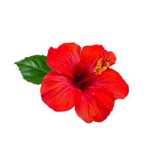 Buy Hibiscus Rose Tea Bags Online (100 Count) - VAHDAM® USA