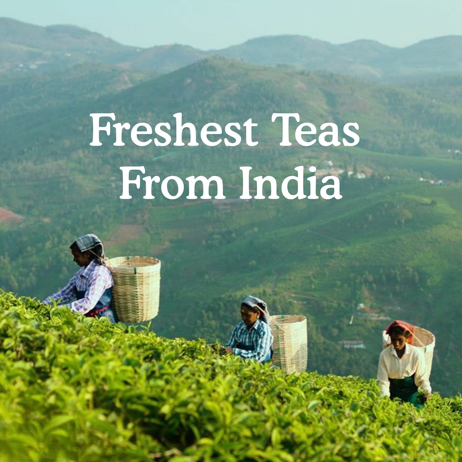 Darjeeling Tea Loose Leaf Sampler | 10 Variants, Image 7 - 50 Servings