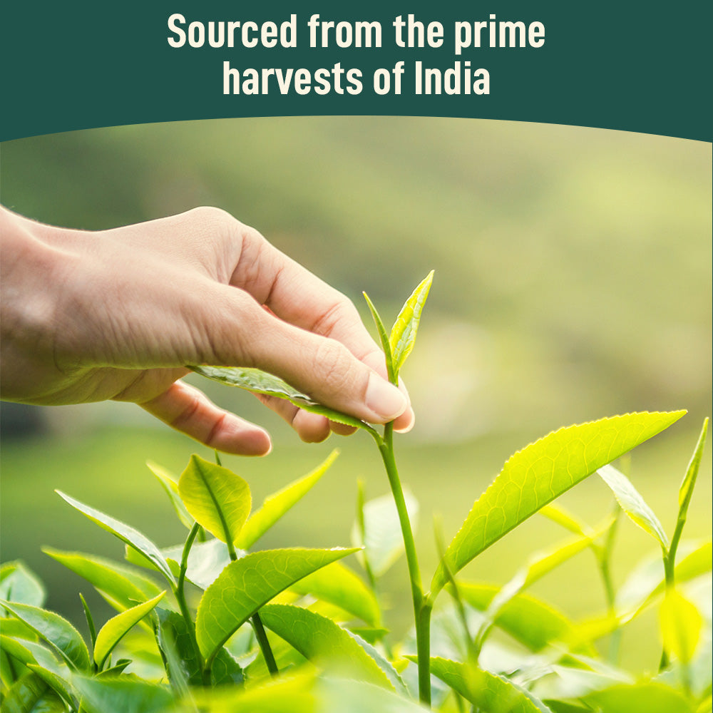 Organic Himalayan Green Tea: Single Serve Tea Pods